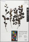 Foto von Salix myrsinifolia Salisb.